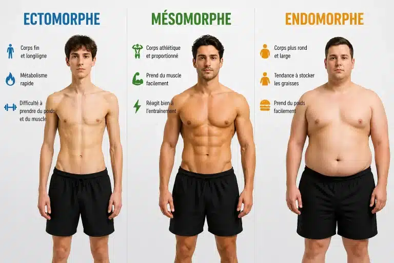 la différence entre ectomorphe, mésomorphe et endomorphe