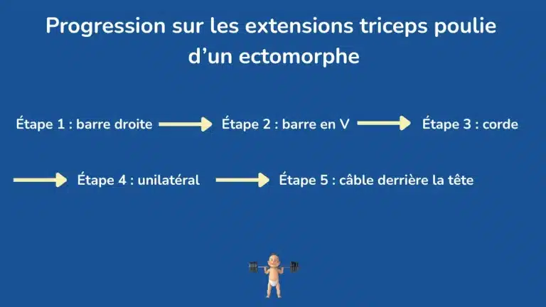 La progression sur les extensions triceps poulie pour un ectomorphe