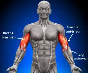 muscles travaillés avec le curl prise marteau