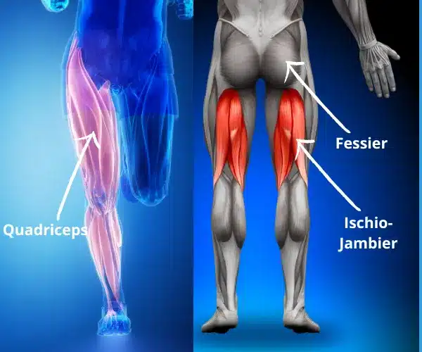 les principaux muscles des jambes