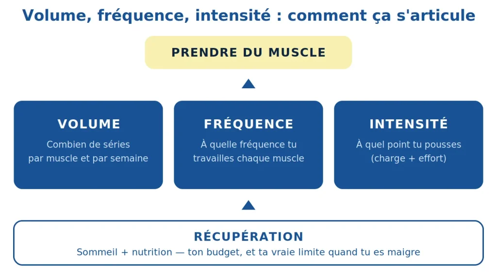 volume et fréquence en musculation