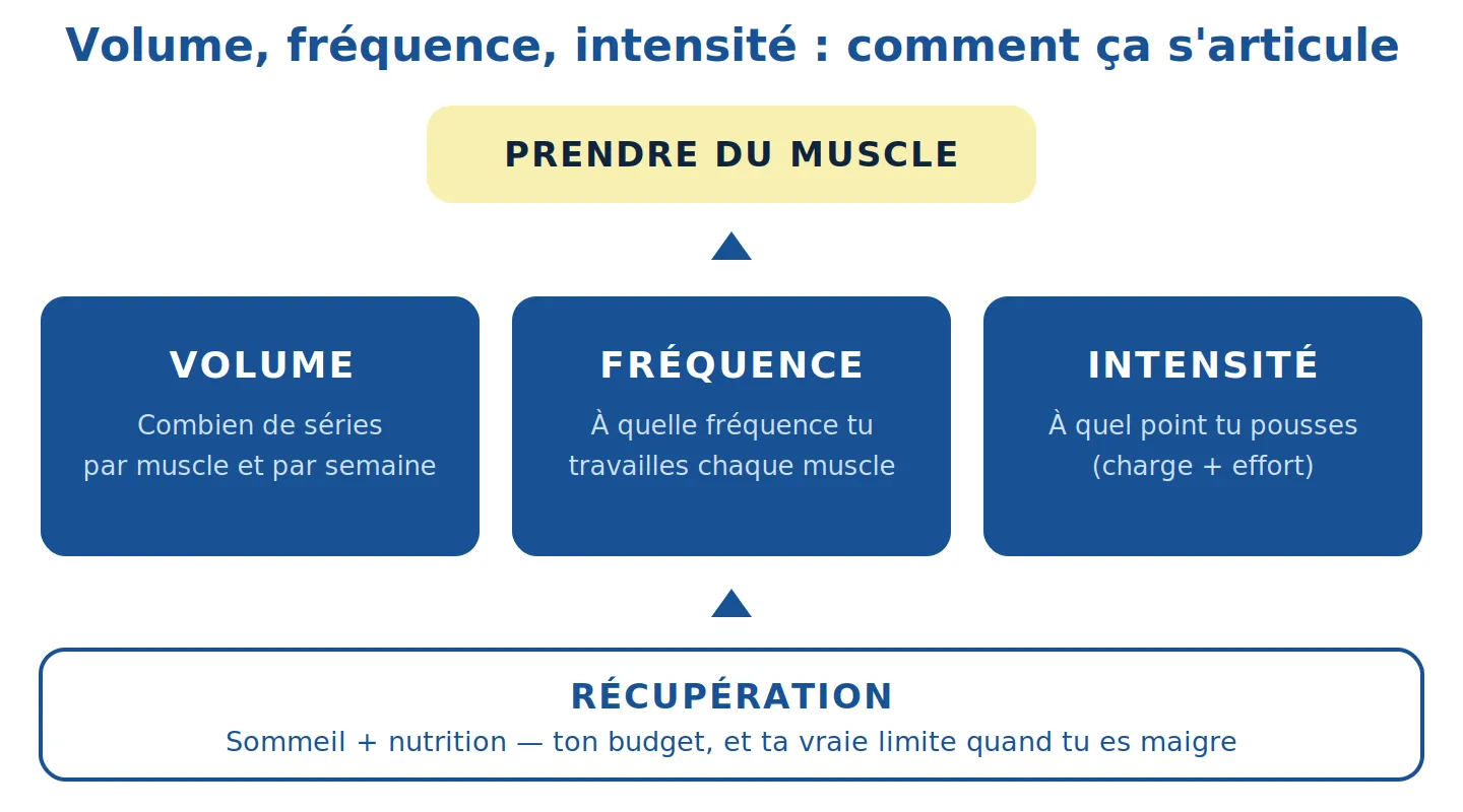 Quel volume d’entraînement en musculation ?