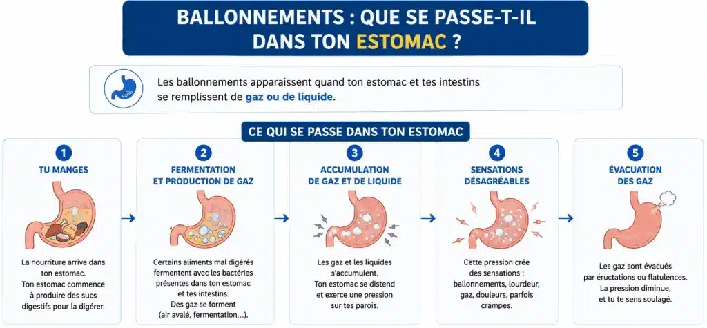ce qui se passe dans l'estomac quand on digère mal