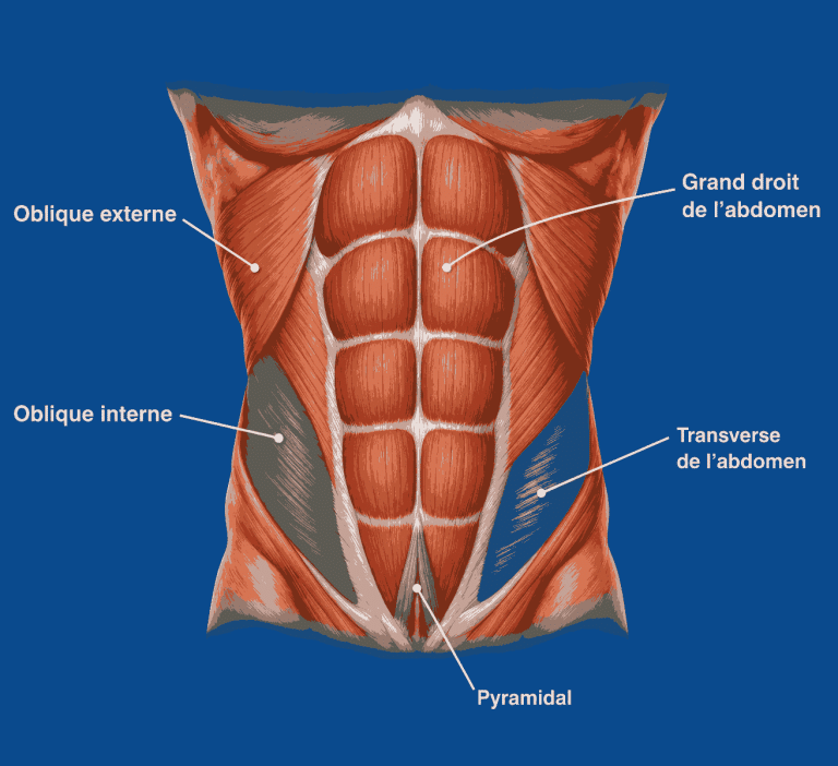 les muscles des abdominaux